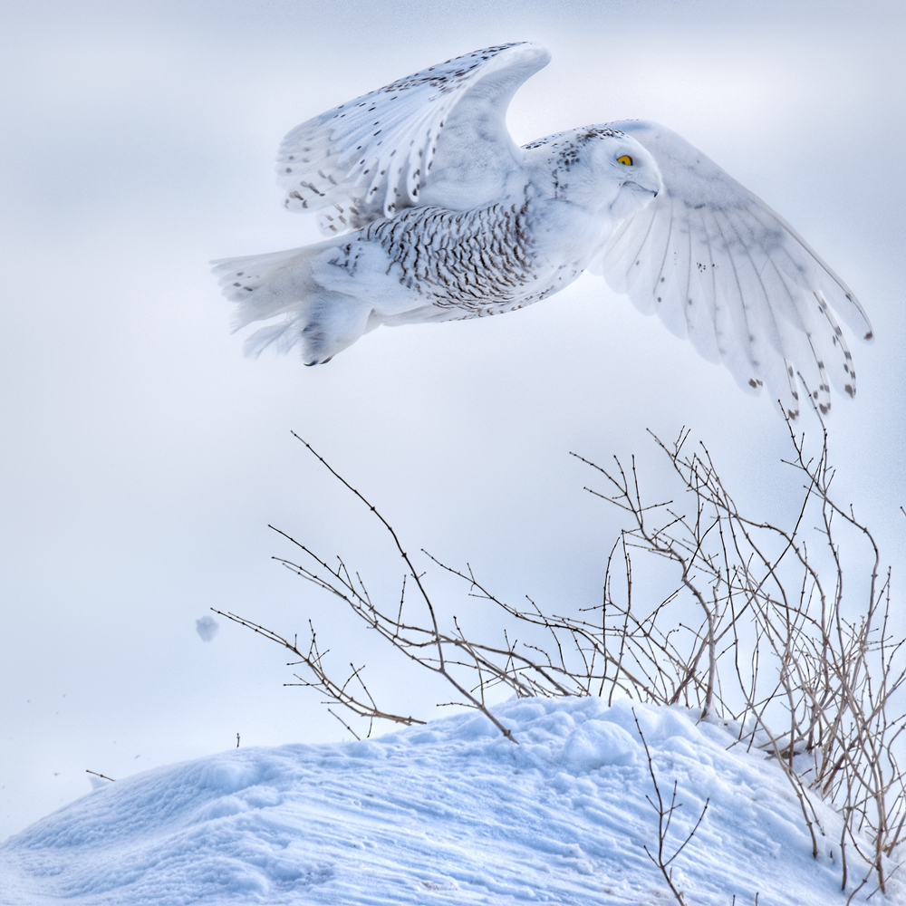 BirdSpotter Winter 2021 Photo Contest Finalists